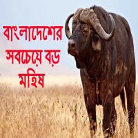 The Biggest Cow Of Bangladesh 2017 Juel Raihan Song Download Mp3