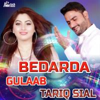 Bedarda Tariq Sial,Gulaab Song Download Mp3